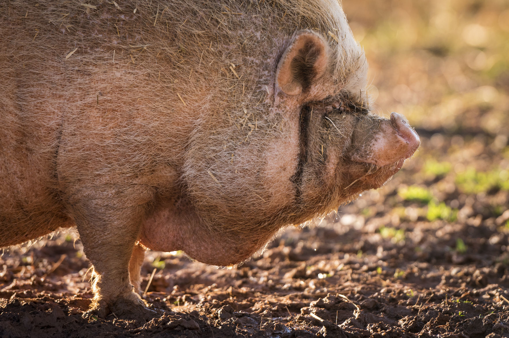 Pigs